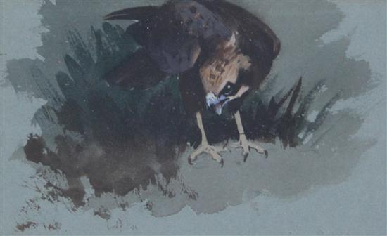 Archibald Thorburn (1860-1935) Marsh Harrier, first year 3.5 x 5.75in.